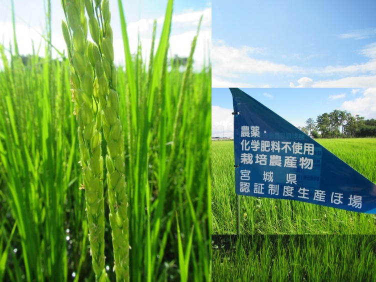 活動内容1 活動内容1