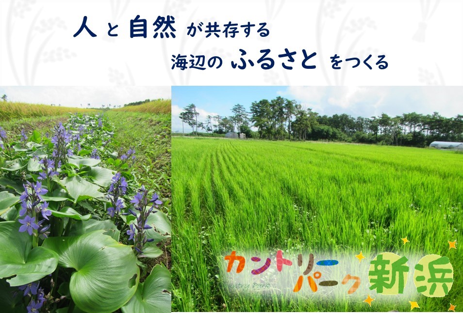 サンプル画像